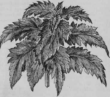 COLEUS PICTUS.