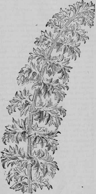 Centaukea Clementii 13