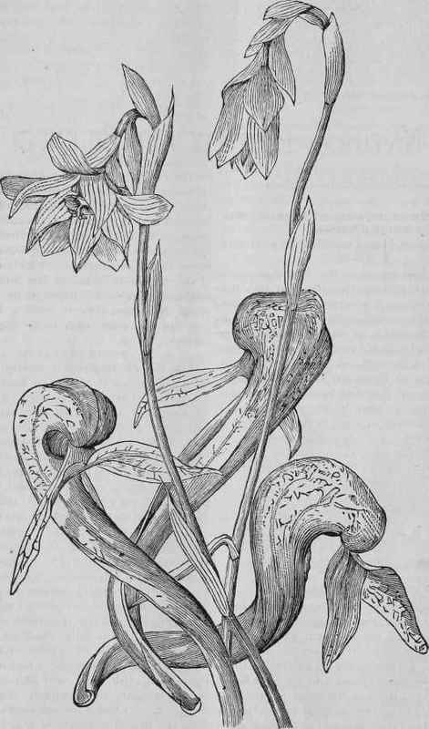 DARLINGTONIA CALIFORNICA.