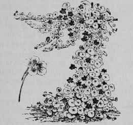 Hybrid Tropaeolums 1