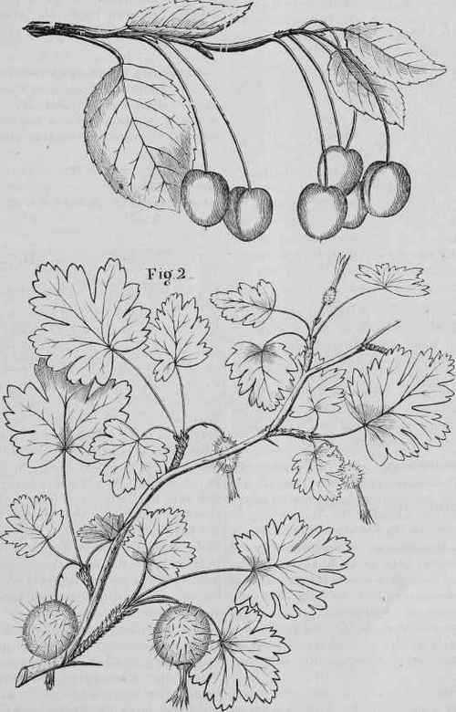 Oregon Crab Apple 28