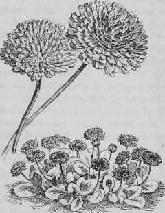 The English Daisy 27