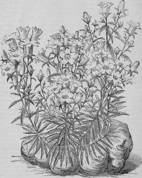 WAHLENBERGIA TUBEROSA