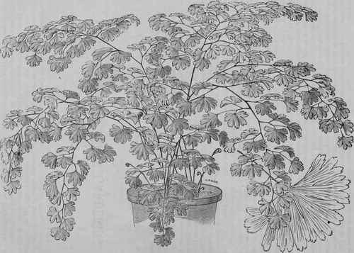 ADIANTUM PALMATUM.