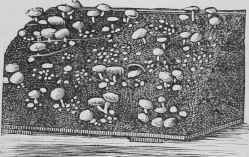FRENCH MUSHROOM BEDS.