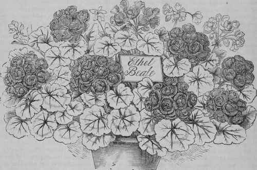 Geranium Ethel Beale 2