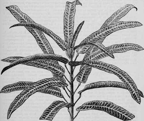 CROTON MOOREANUS.