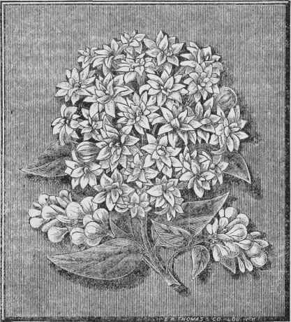 DOUBLE BOUVARDIA A. NEUNER.