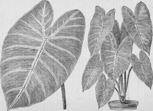 ALOCASIA THIBAUTIANA.