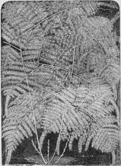 Asparagus Plumosus.
