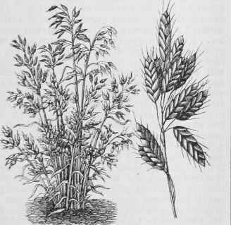 BROMUS PATULUS NANUS.