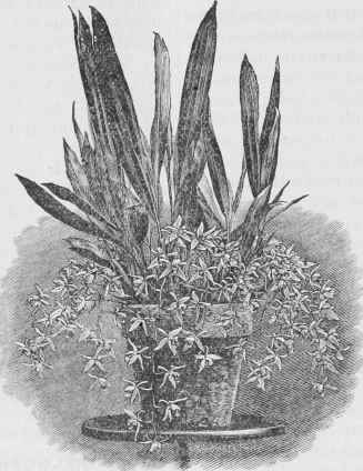 Coelogyne Flaccida.