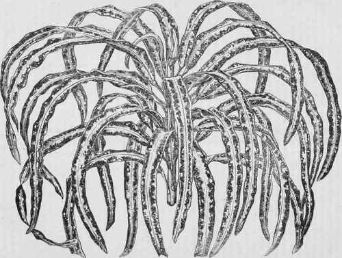 CROTON GLORIOSUS (Princess of Wales).