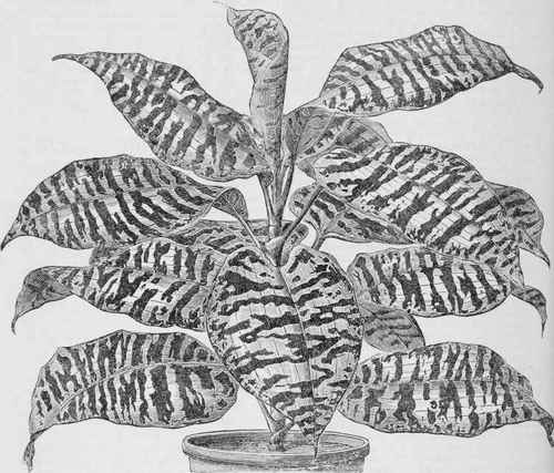 Dracaena Goldieana.