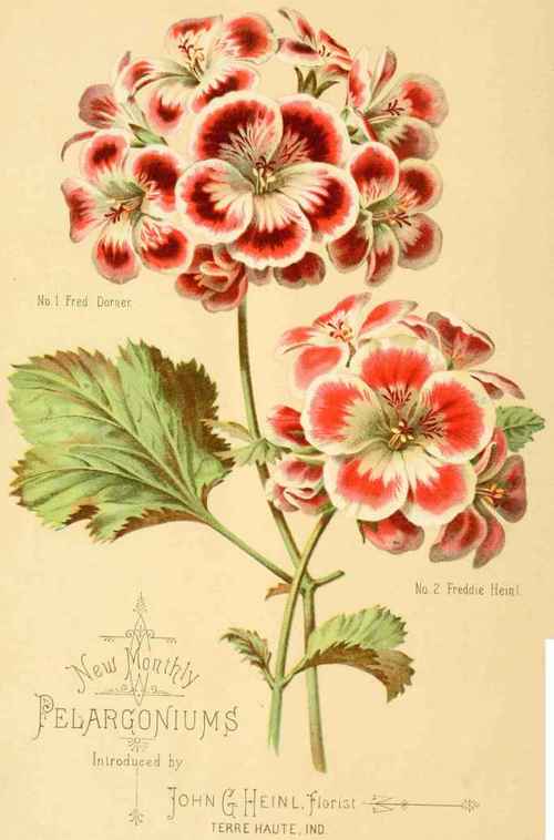 Heinl s Monthly Pelargoniums 5