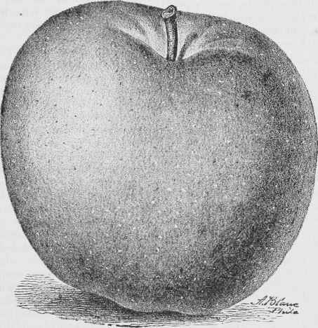 LANGFORD APPLE.