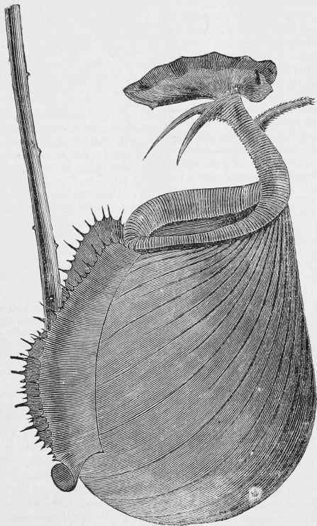 NEPENTHES BICALCARATA.