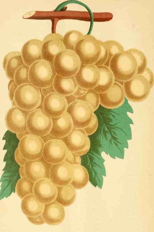 P0CKLINGTON GRAPE.