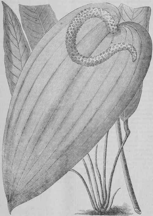 ANTHURIUM SCHERZERIANUM MAXIMUM.