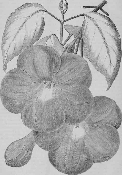 BIGNONIA MAGNIFICA.