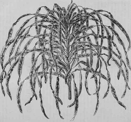CROTON SINITZIANUS.