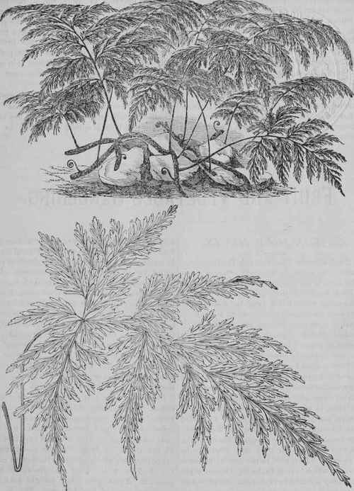 DAVALLIA FIJIENSIS.