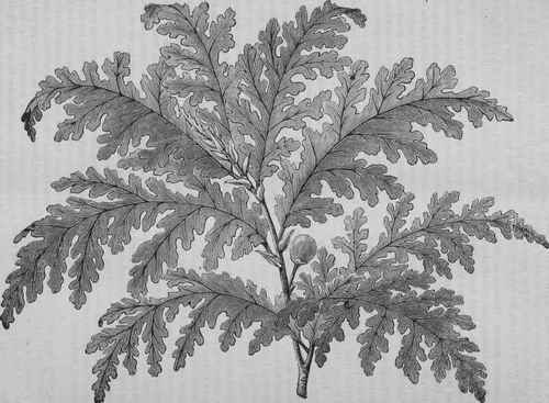 FICUS EXCULPTA.