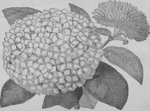 IXORA SPLENDIDA.