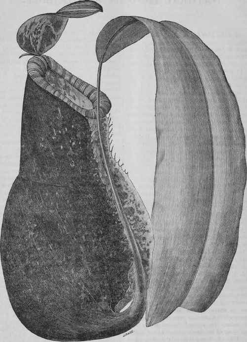 NEPENTHES MORGANAE.