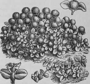NERTERA DEPRESSA.