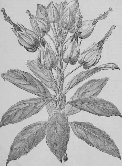 Pavonia Makoyana.