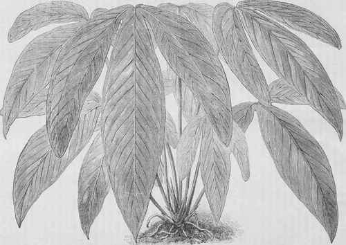 Anthurium insigne.