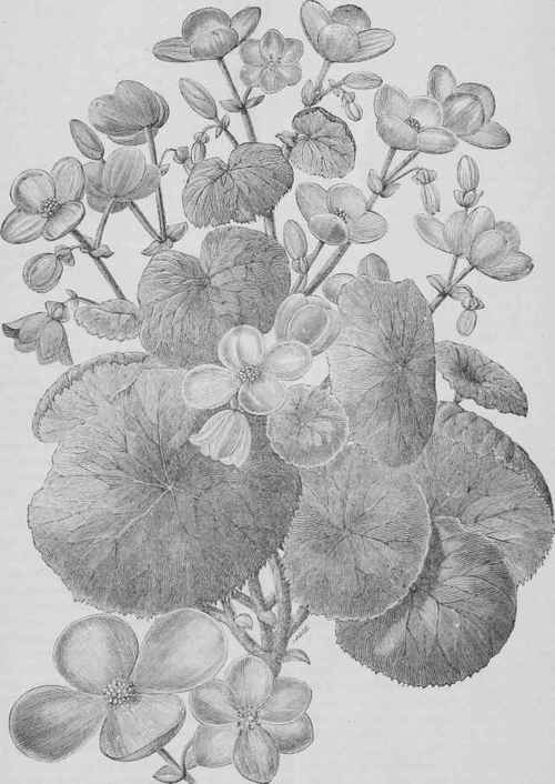 Begonia Socotrana.