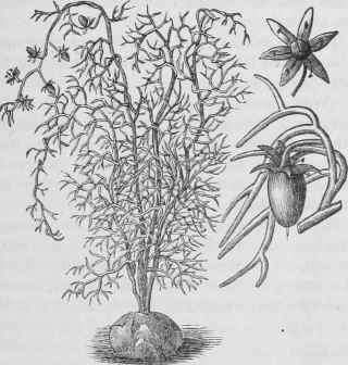 Bowiea volubilis.