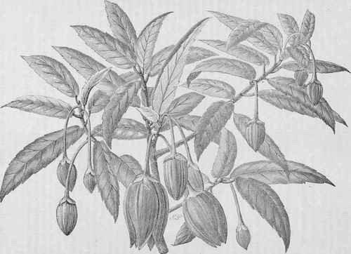 Crinodendron Hookerianum.