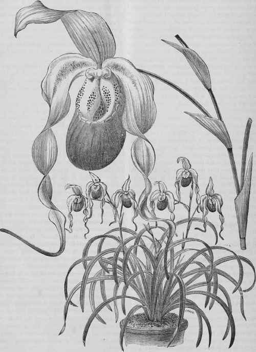Cypripedium albo purpureum.