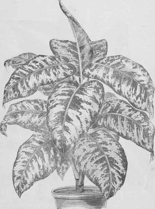 Dieffenbachia Carderi.