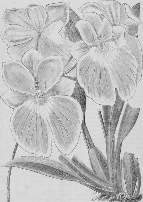Odontoglossum vexillarium.
