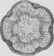 On The Annual Growth Of Wood 6