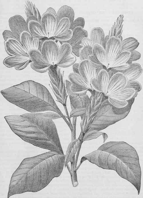 Crossandra infundibuliformis.