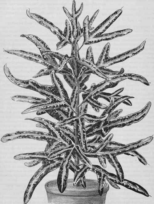Croton illustris.