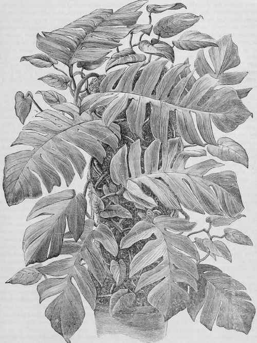 Epipremnum mirabile   Tonga.