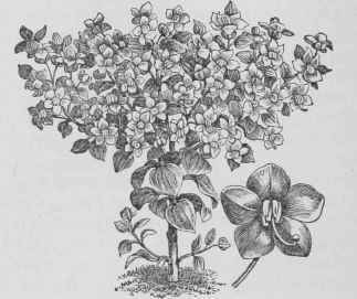 Exacum affine.