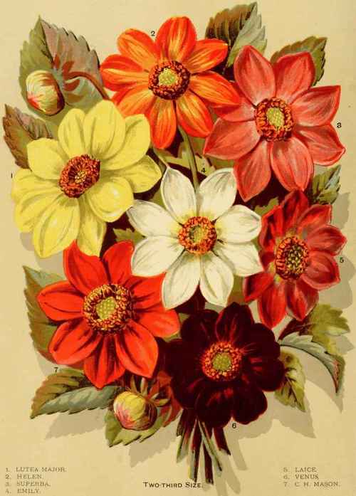 NEW SINGLE DAHLIAS (12 Distinct Colors.) GROWN BY DAVID FERGUSSON & SONS, PHILADELPHIA.