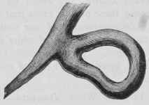 Natural History And Science Peculiar Variations In 41