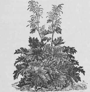 Rheum Collinianum.