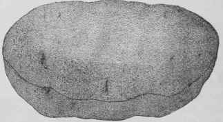 Transportation Of Cut Flowers 18