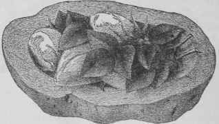 Transportation Of Cut Flowers 19