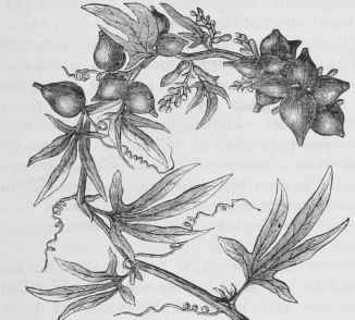 Wilbrandia drastica, Mart. (Formerly Rhyncocarpa glomerata).