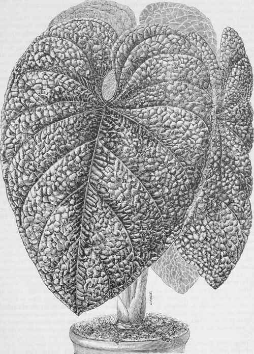 Anthurium splendidum